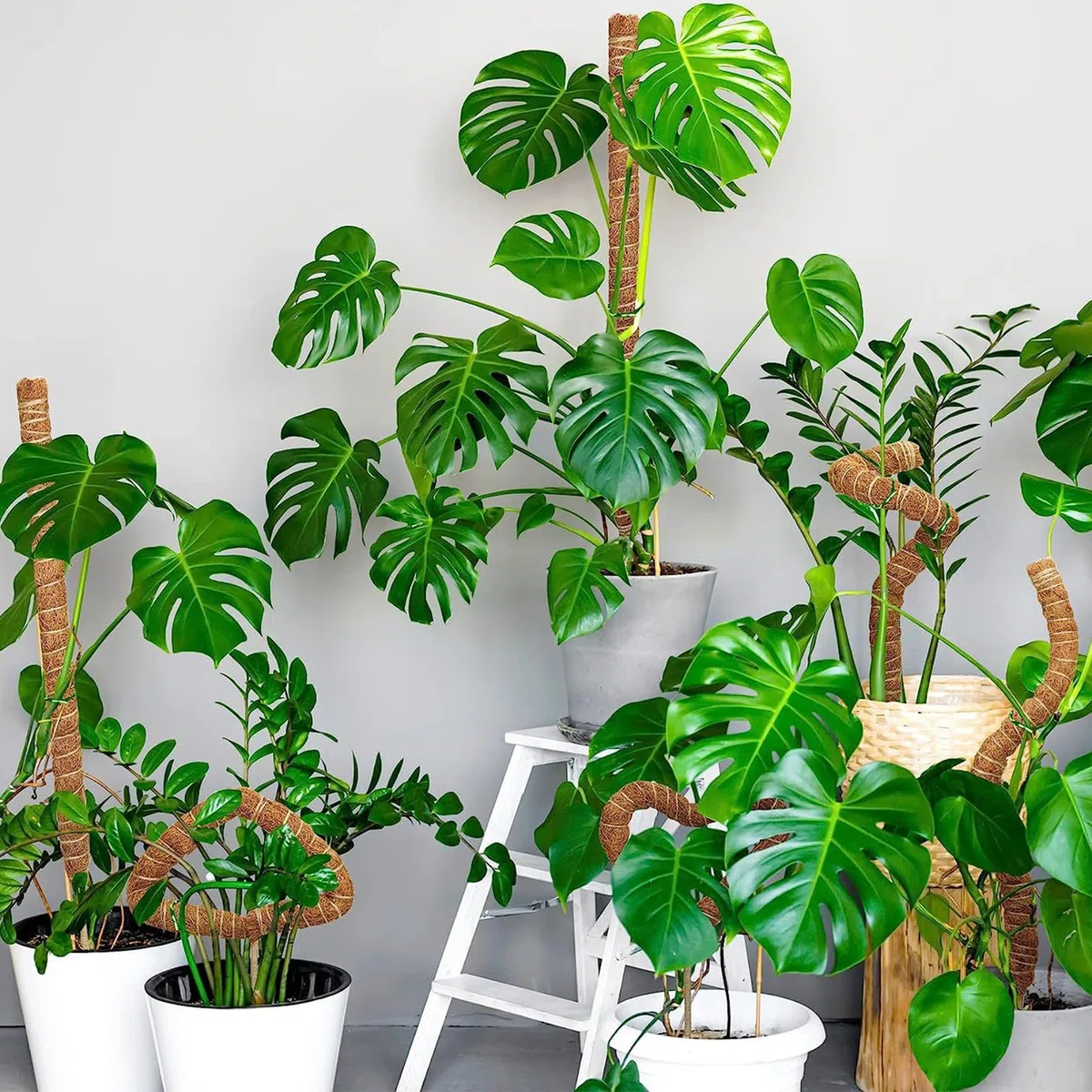 2 Pezzi bastone per piante rampicanti 120 cm lessibile supporto monstera con accessori Fibra di cocco sostegno per piante Per piante da interno