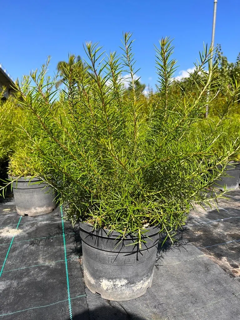 Grevillea rosmarinifolia, Piante per bordure e cespugli fioriti, vs18, grevillea