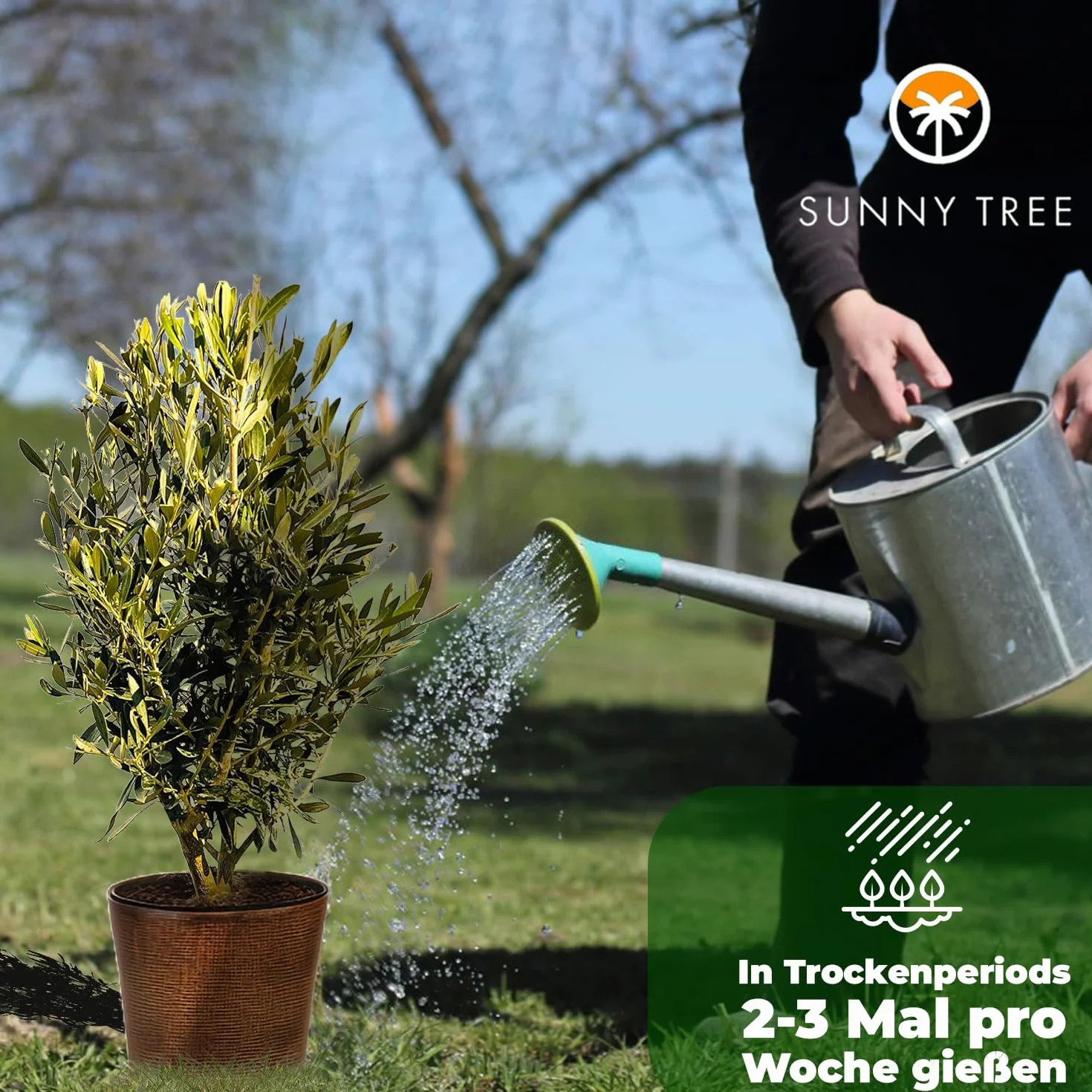 Sunny Tree - Ulivo Olea Europea a a forma di arbusto - Olivo sempreverde - Resistente all'inverno -18 - Altezza 80-100 cm incl. vaso - A+ ware