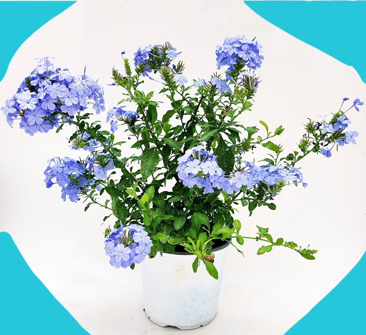 POWERS TO FLOWERS - PLUMBAGO XL, vaso 20 cm diametro, pianta vera
