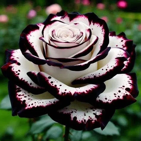 Eccellente Bulbi di Rosa - Perenne, Colori vivaci, Bassa Manutenzione, Decorazione d'Interni-5 Bulbi-C