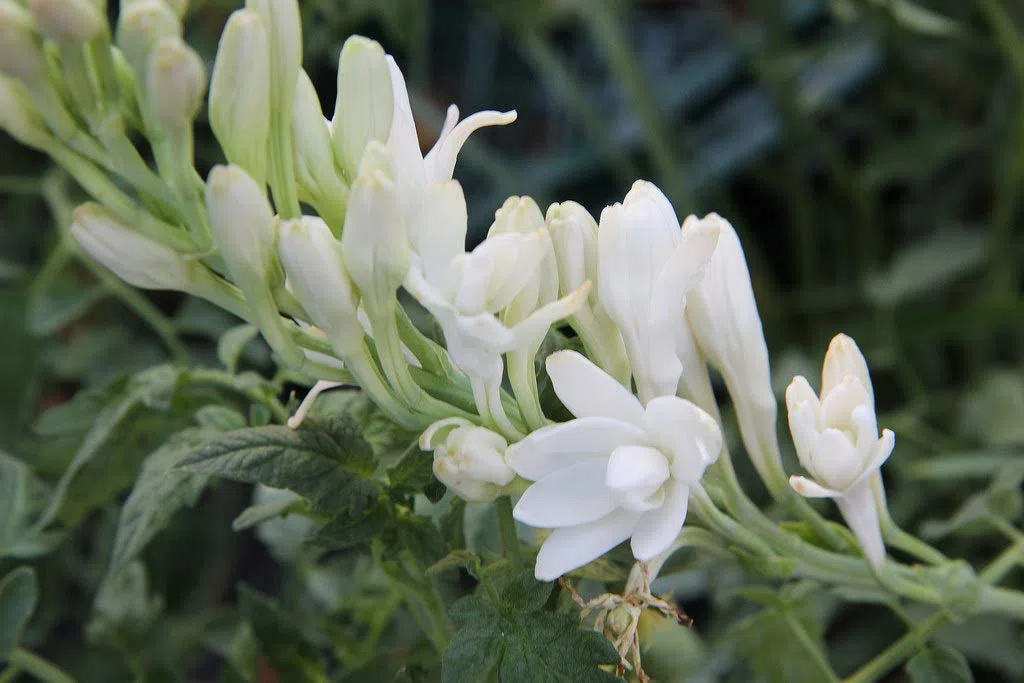 10 Bulbi di Polianthes tuberosa THE PEARL - profumatissima tuberosa a fiore doppio