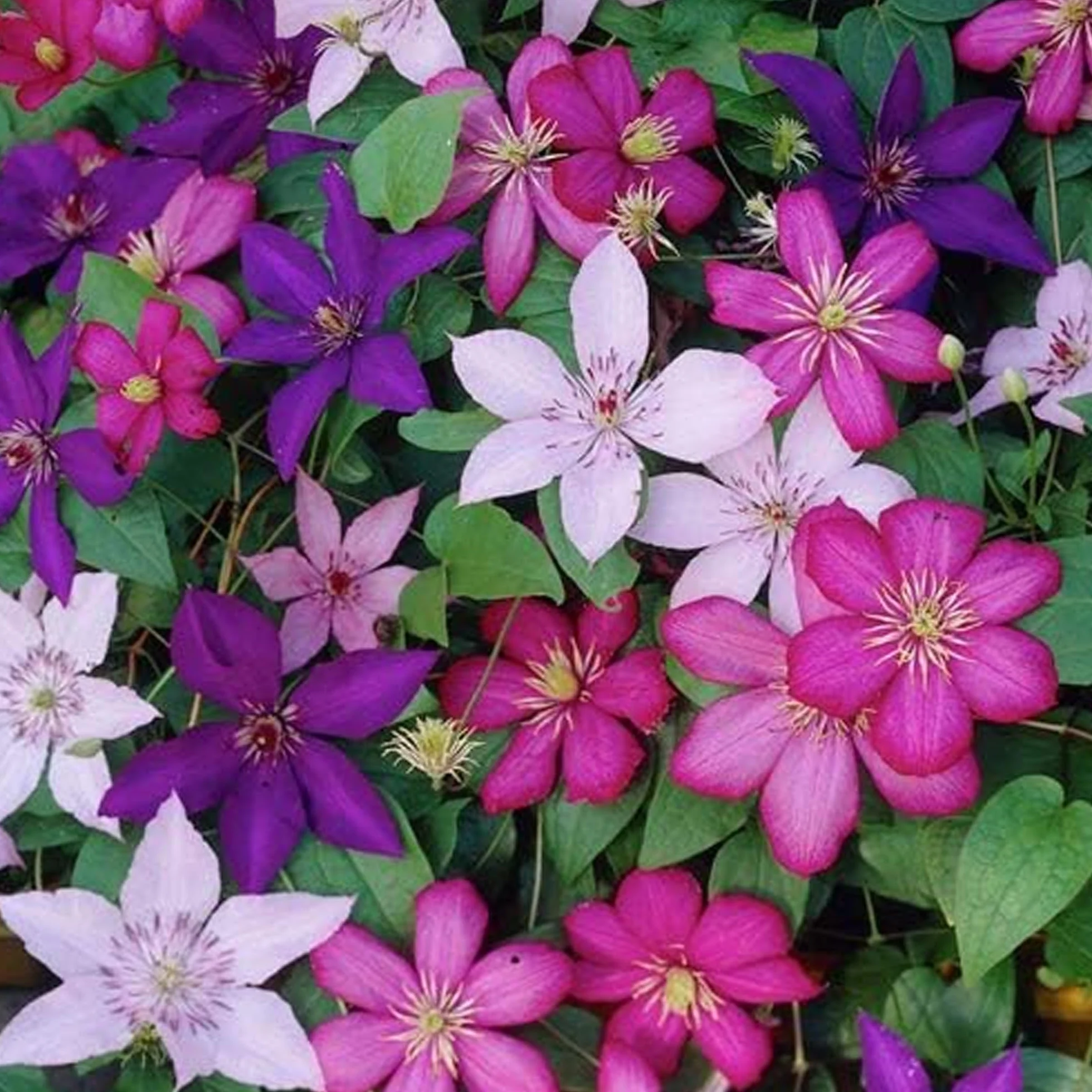 CLEMATIDE ARCOBALENO 4 PIANTE 4 COLORI ESPOSIZIONE MISTA PIANTE DA FIORE PER IL GIARDINO - 20-40CM ALTEZZA