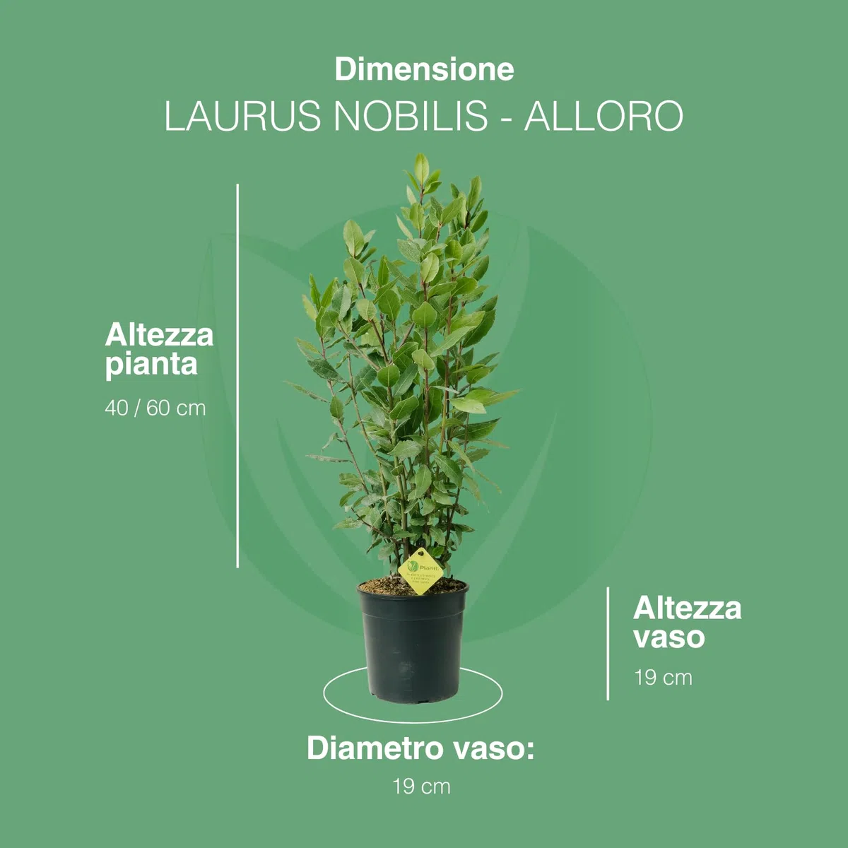 Plantì Laurus Nobilis pianta vera di alloro ornamentale. Ideale come siepe profumata. Alloro in vaso diametro 19cm. Altezza pianta 40/60cm. 6 mesi di concimazione con sistema Plantì.