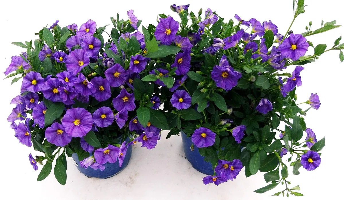 POWERS TO FLOWERS - SOLANUM RANTONETTI, 2 PIANTE, vaso 14 cm, piante vere