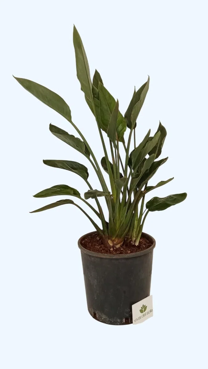 Strelitzia Reginae, Uccello del Paradiso, Pianta ornamentale da esterno prodotta da Vivai del Sole vaso diametro cm 26