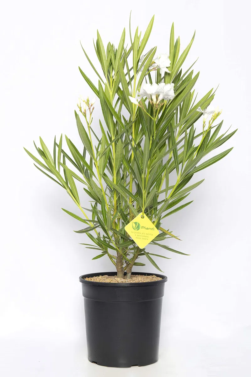 NERIUM OLEANDER, Oleandro Piante vere da esterno usato per decorare ambienti urbani, Piante da siepe sempreverde con foglie lucide e coriacee Diametro vaso 19 cm (Bianco)