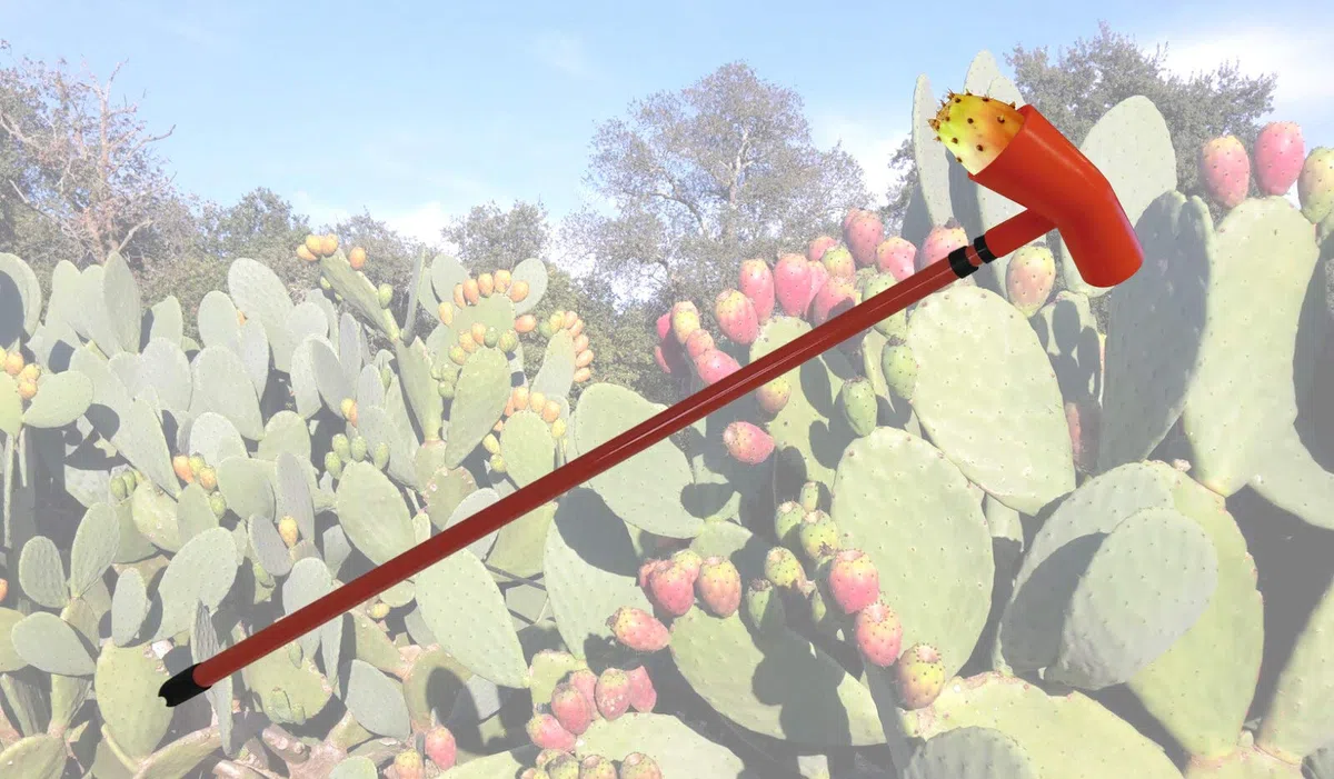 Raccogli Fichi D'India con Asta Telescopica Allungabile Coglifrutta Coglifico Raccolta Frutto Polipropilene
