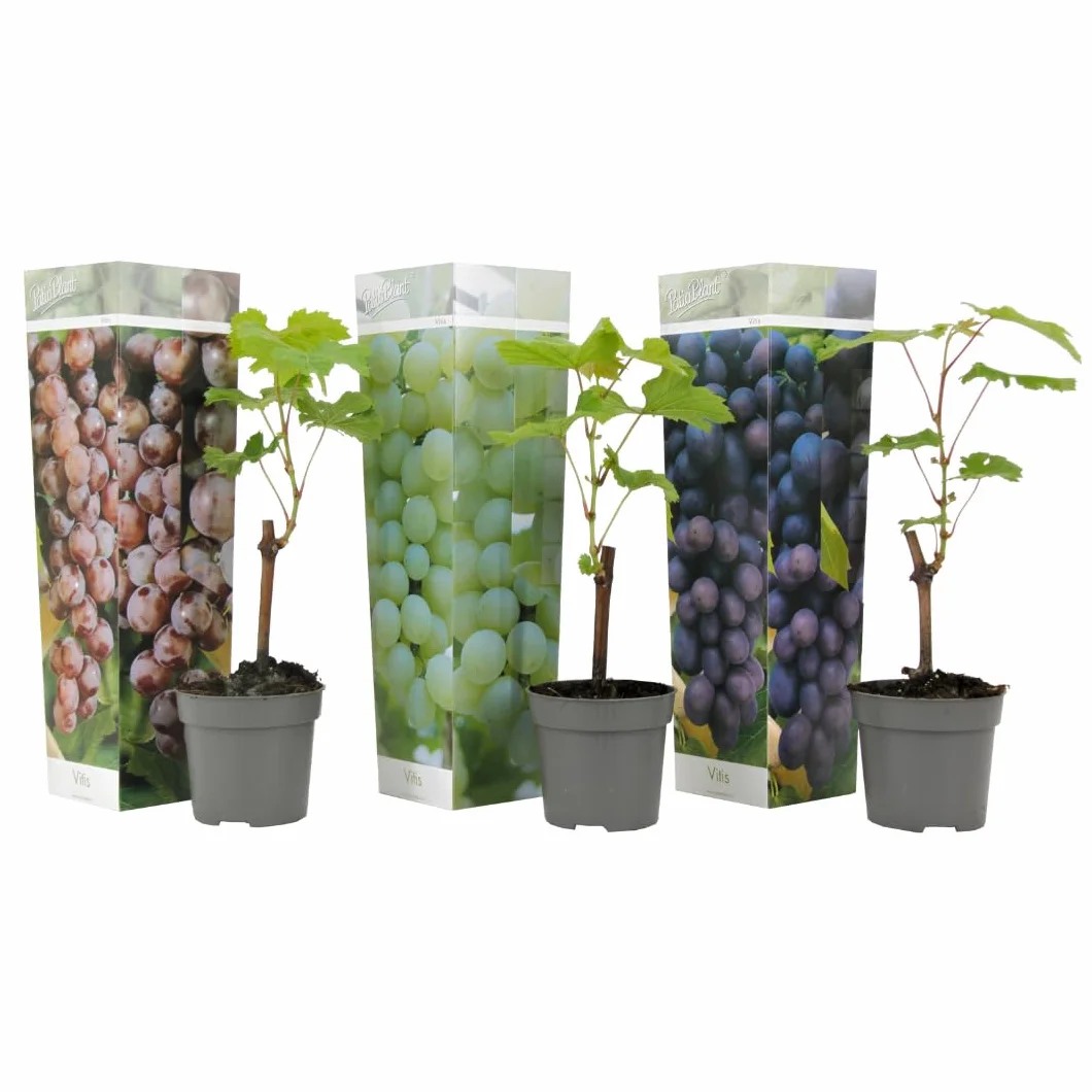 Plant in a Box - Piante di uva - Mix di 3 - Vitis Vinifera - Uva - Vaso 9cm - Altezza 25-40cm