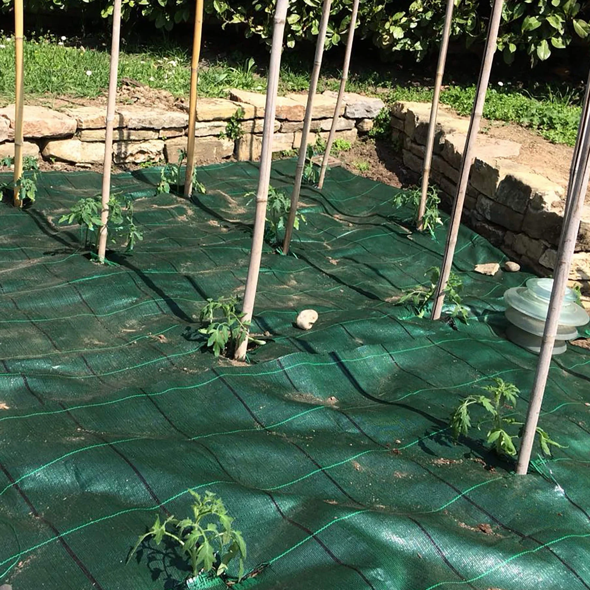 TENAX Cover Pro 1,60x5 m Verde, Telo Antierbacce Professionale per Pacciamatura