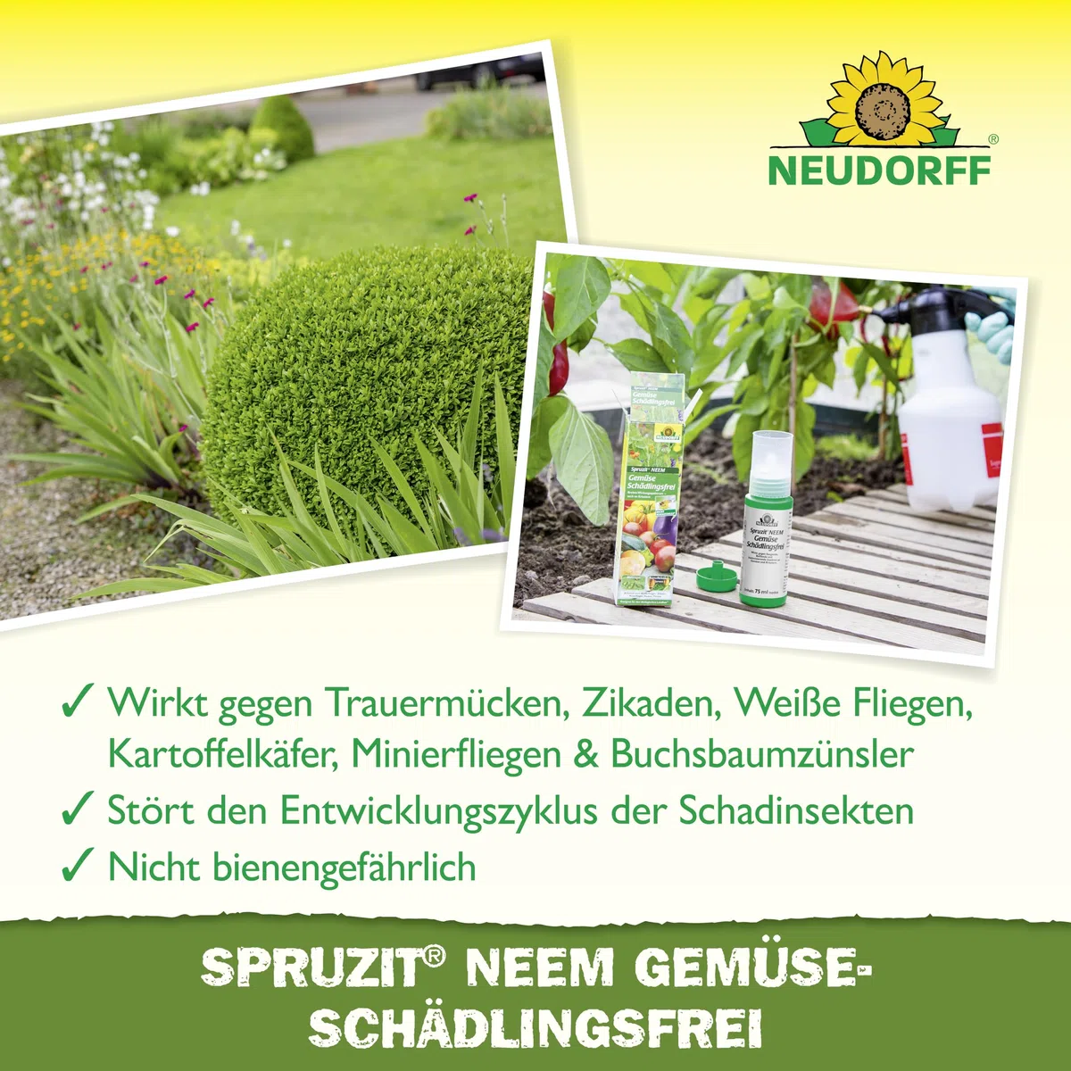Neudorff Spruzit NEEM - Concentrato per la lotta contro parassiti come afidi, moscerini e bruchi su verdure ed erbe, 75 ml