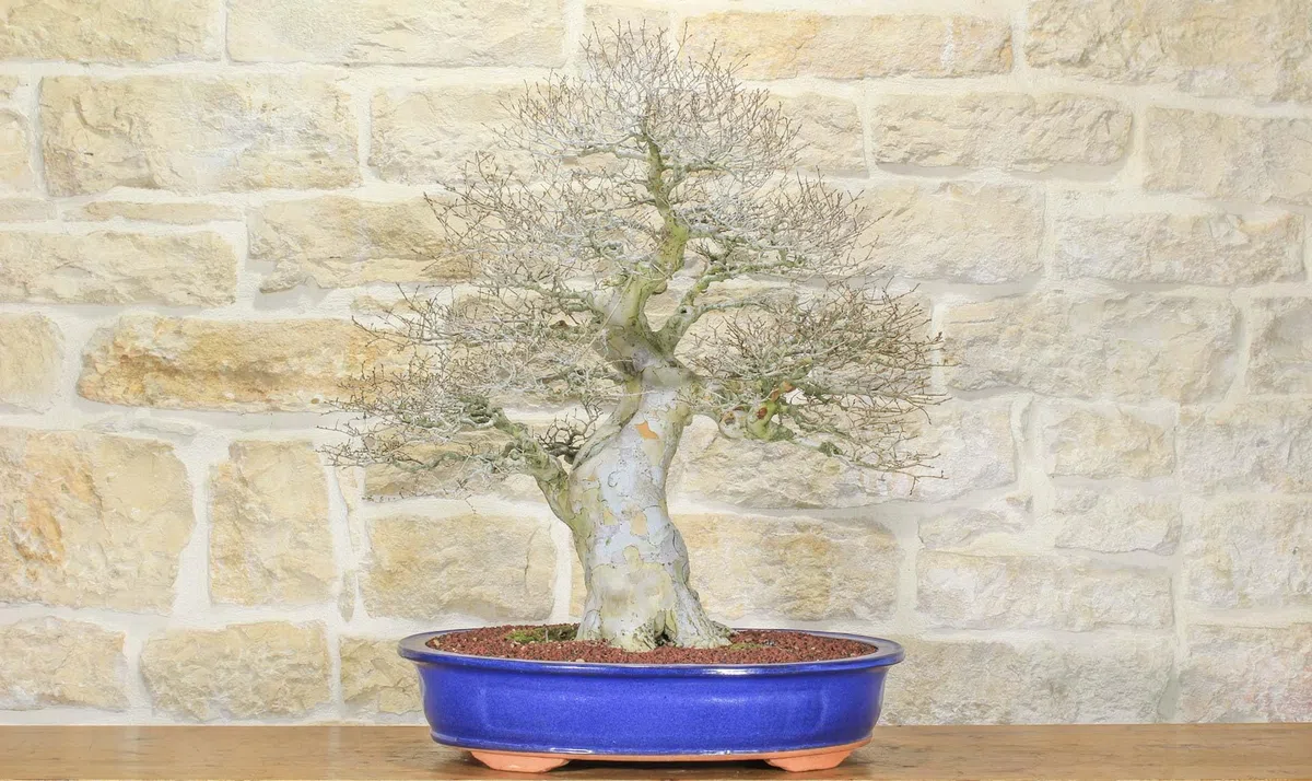 Bonsai di Zelkova Parvifolia (80)