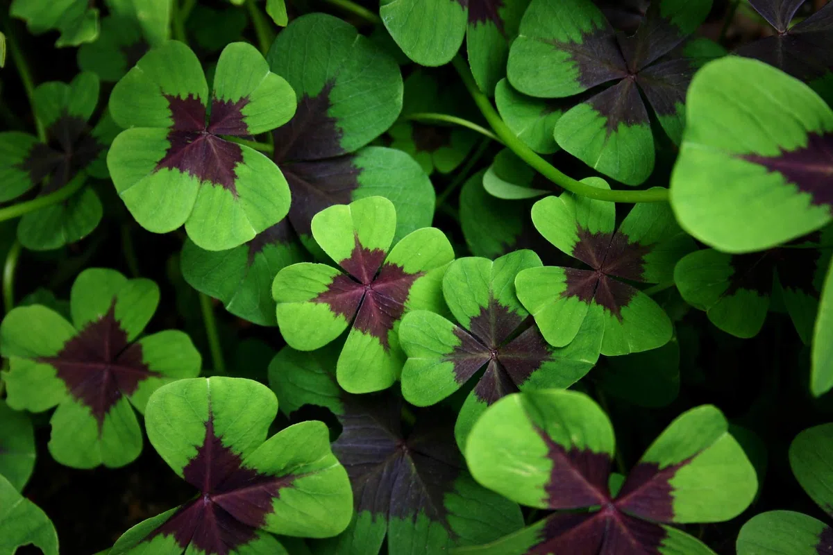 50 X Oxalis Deppei Iron Cross - Oxalis Quadrifoglio - Bulbi Di Alta Qualità (50)