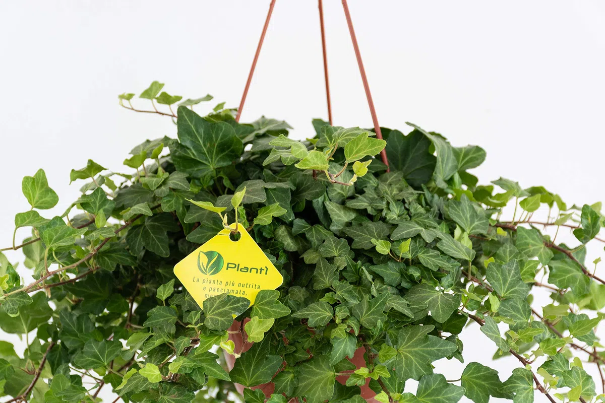 HEDERE BASKET Green Wonder, Edera di Dionisio Pianta Rampicante Sempreverde a Crescita Lenta, Vera Edera Rampicante da Utilizzare per Giardino Esterno Diametro vaso 19 cm