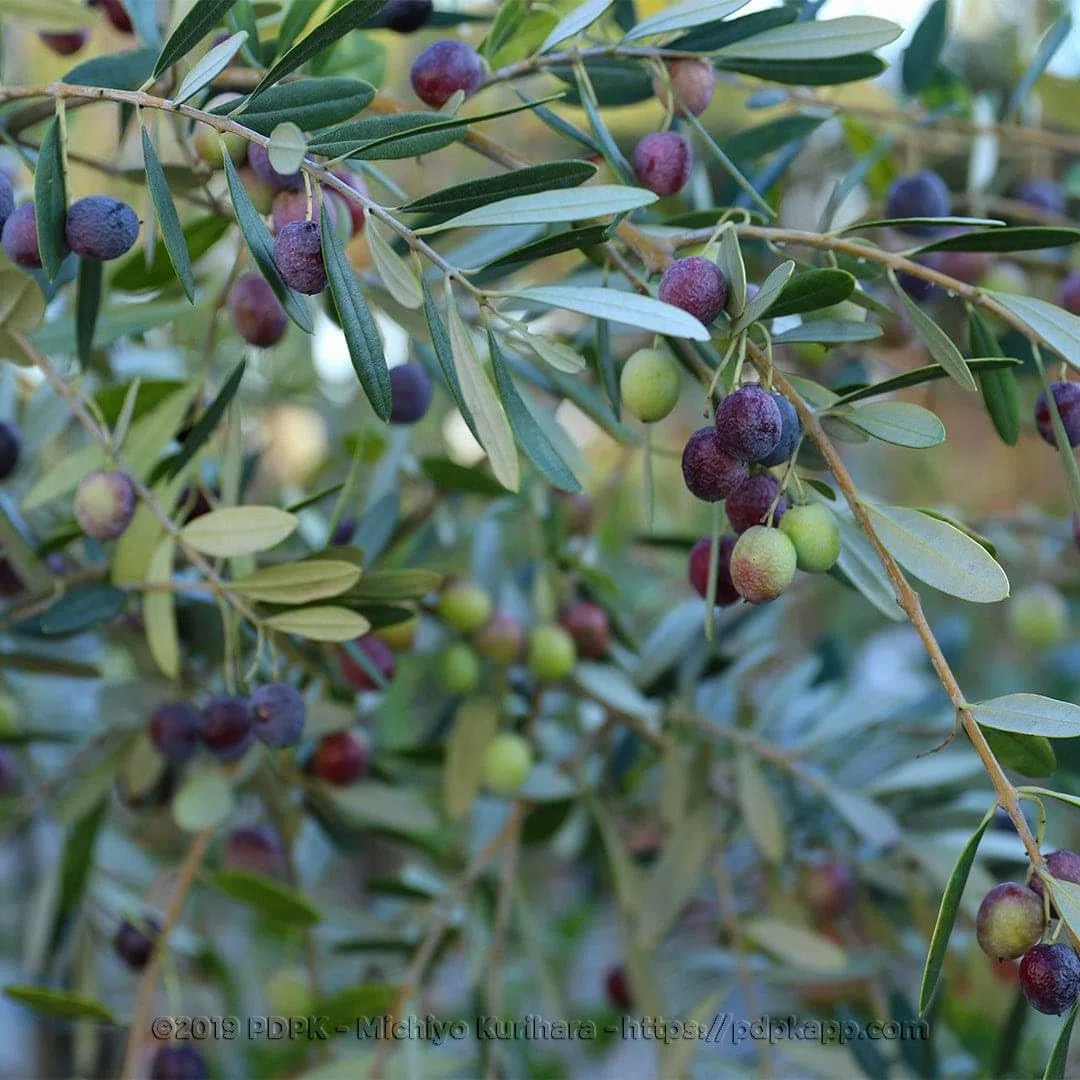 Olivo Leccino Pianta da Frutto età 2 anni | pianta produttiva, olive da olio