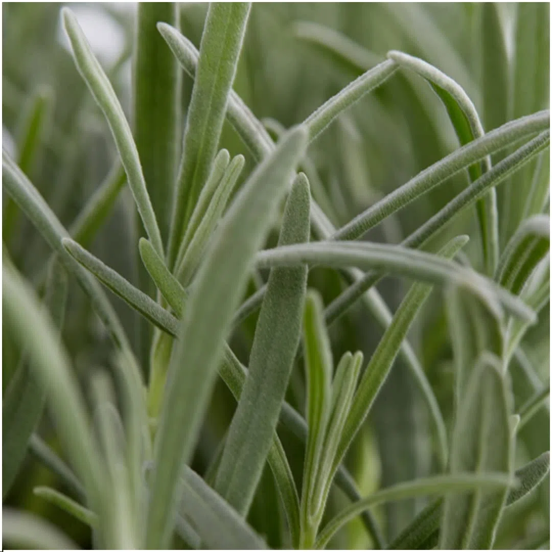 Lavanda Angustifolia Profumata, per Giardino, Viola, Set da 24 Pezzi 7 cm