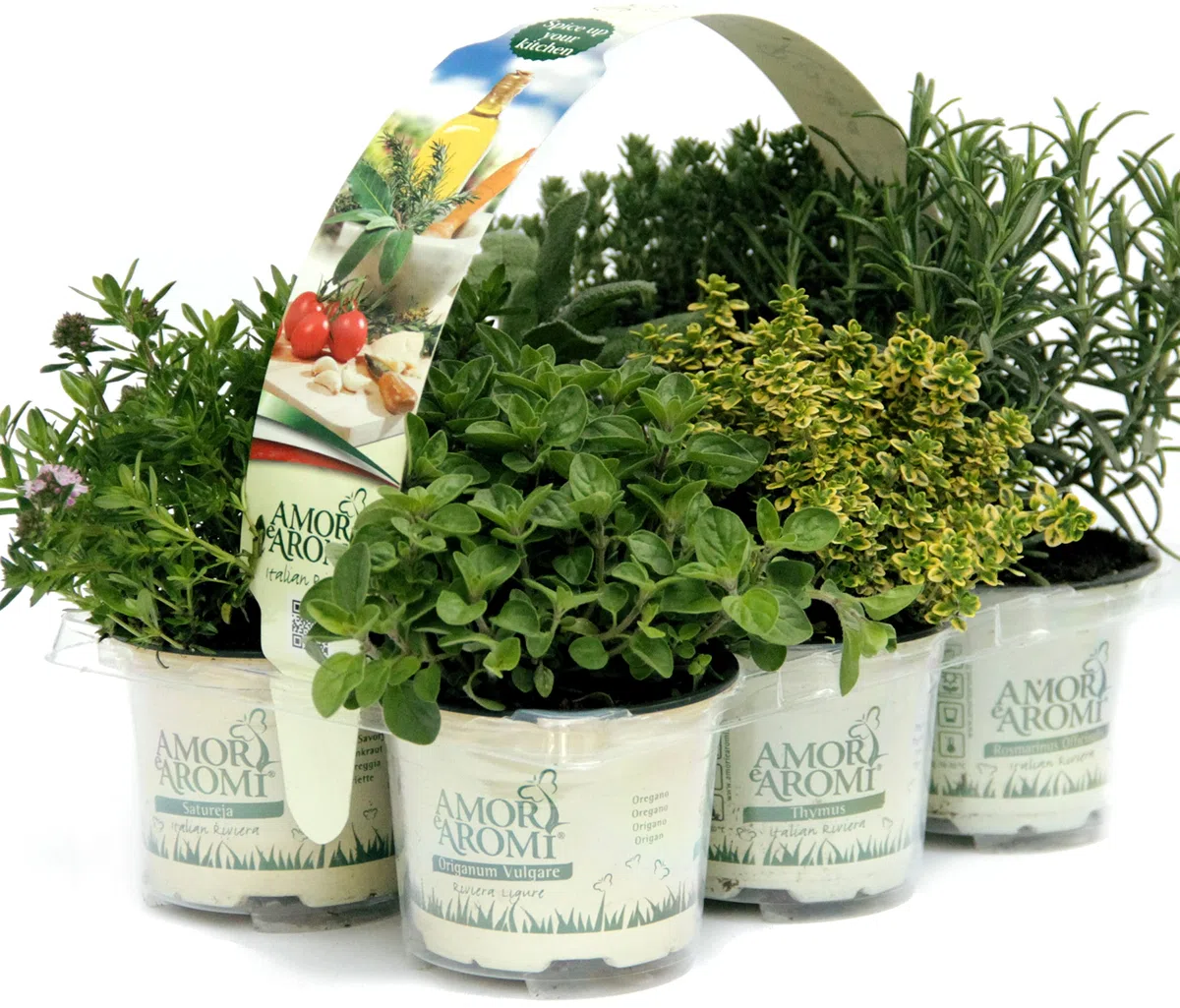 Piante di erbe aromatiche in vaso (6)