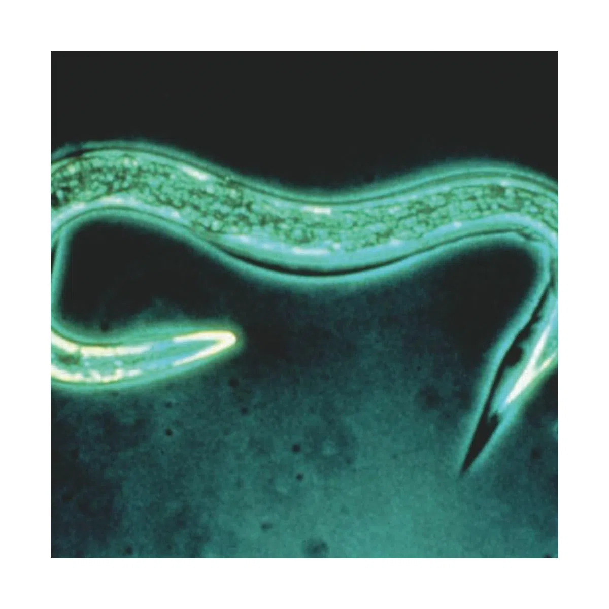 Nematodes Sc Anti vermi grigi, scarabeo e broker - 25 milioni