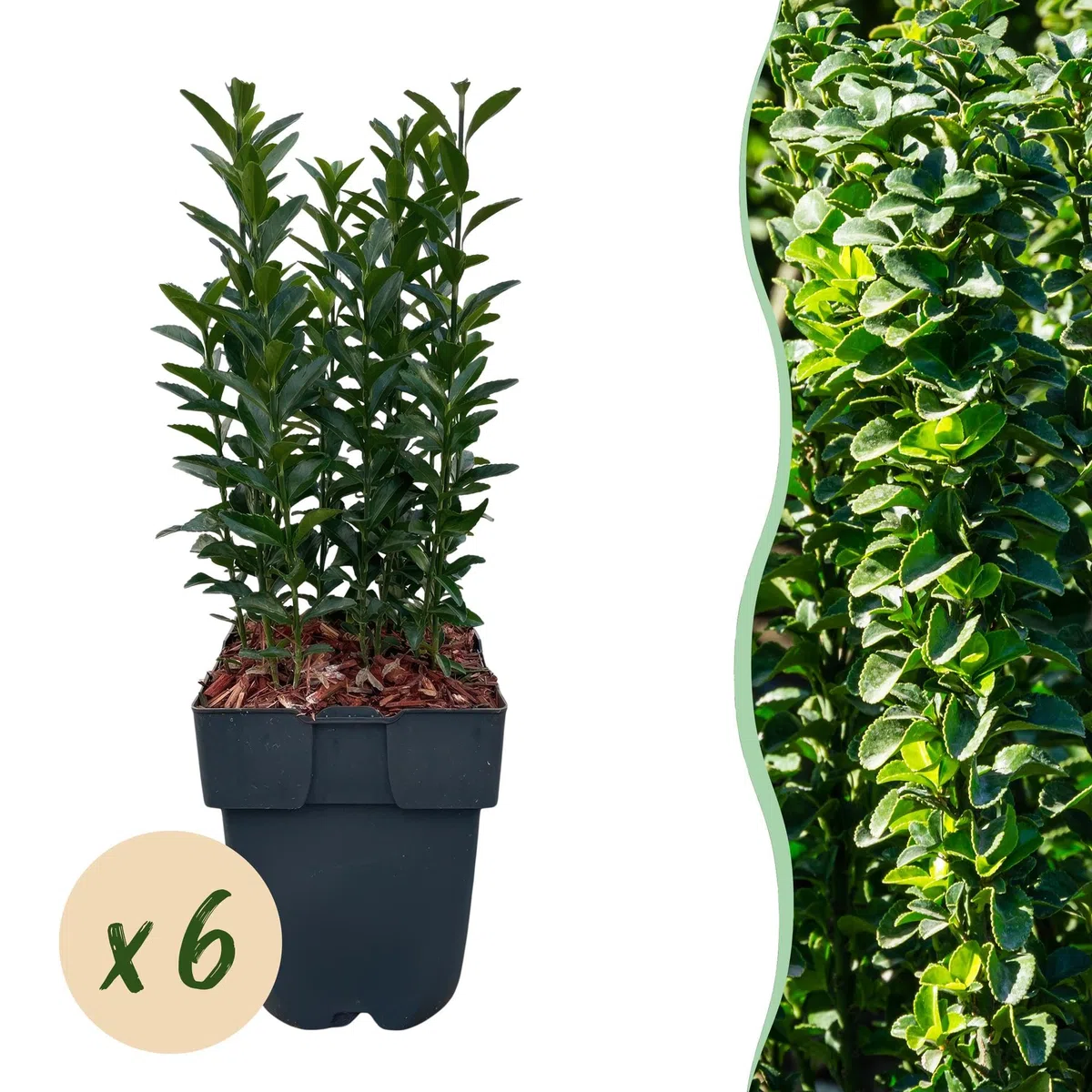Euonymus japonicus Green Spire - pianta siepe - foglia verde - 6 piante - 1 metro - pervinca - 17 cm altezza 40 cm - facile da pulire e tollerante al sole
