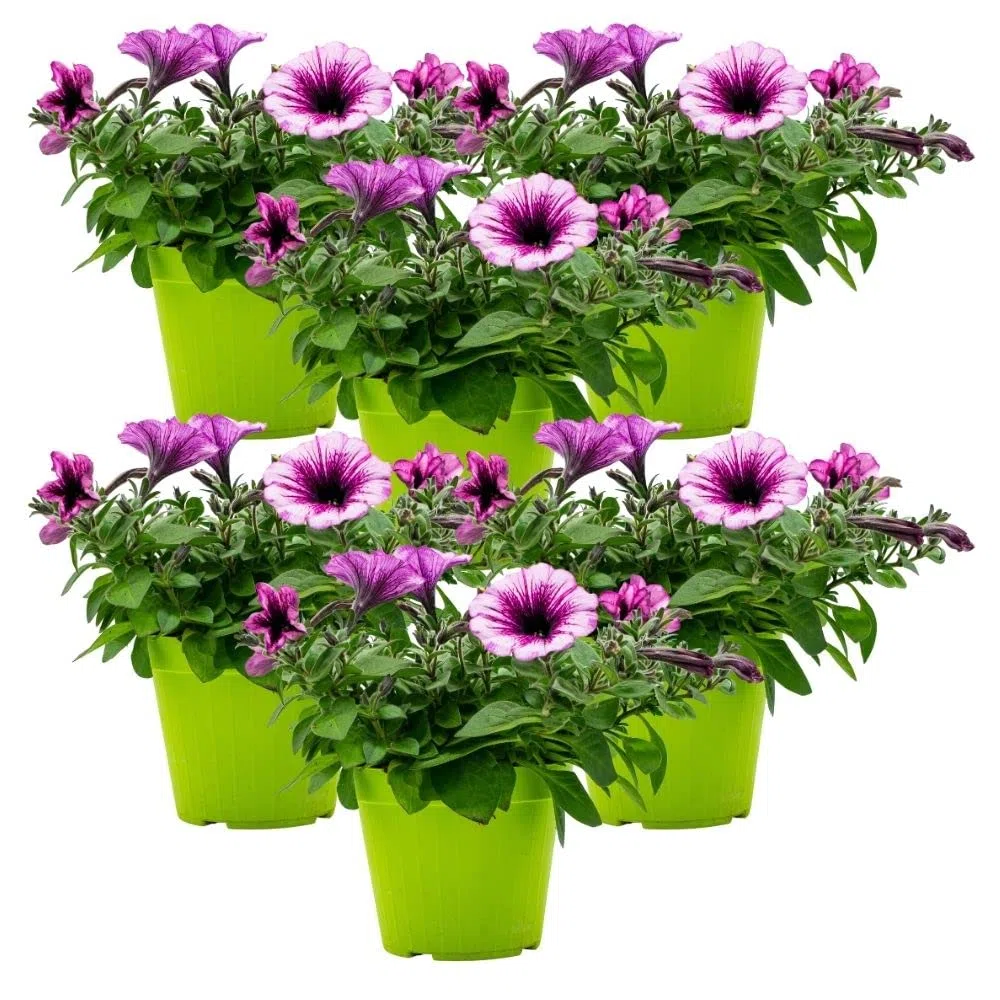 Petunia in varietà (6 PIANTE) - Fiori NON commestibili - Azienda agricola Carmazzi