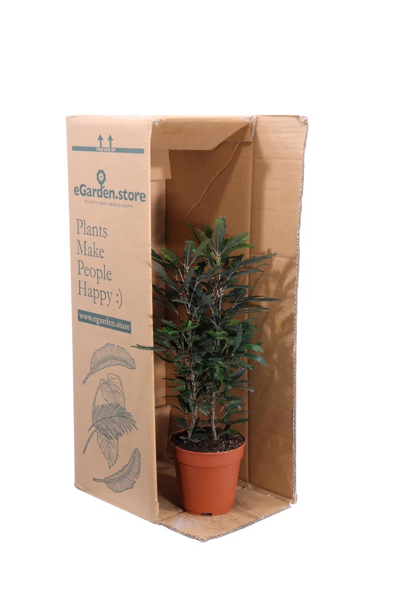 Pianta di Aralia Elegantissima o Plerandra Elegantissima pianta arbustiva ornamentale da arredo interno pianta vera venduta da eGarden.store