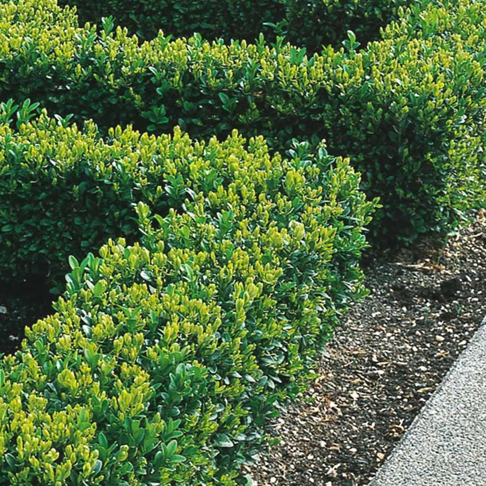 Piante di Bosso da Siepe 20-40 cm Bosso Sempervirens Folta Siepe Sempreverde (25 Piante)