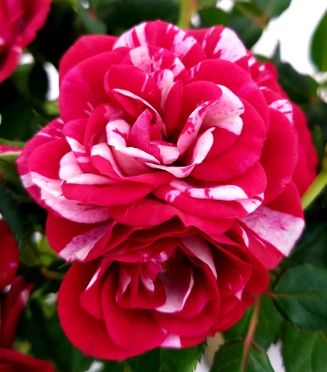 POWERS TO FLOWERS - ROSA DA GIARDINO NANA RAMPICANTE e RIFIORENTE, ROSA ROSSA BICOLORE, 3 PIANTE, VASO 8CM, Piante Vere