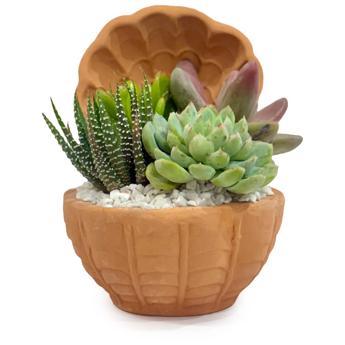 Composizione di Succulente Vere in Vaso in Terracotta a Conchiglia, Mini Giardino Decorativo 20x20x14 cm, Piante Grasse Facili da Curare per Casa e Ufficio, Idea Regalo