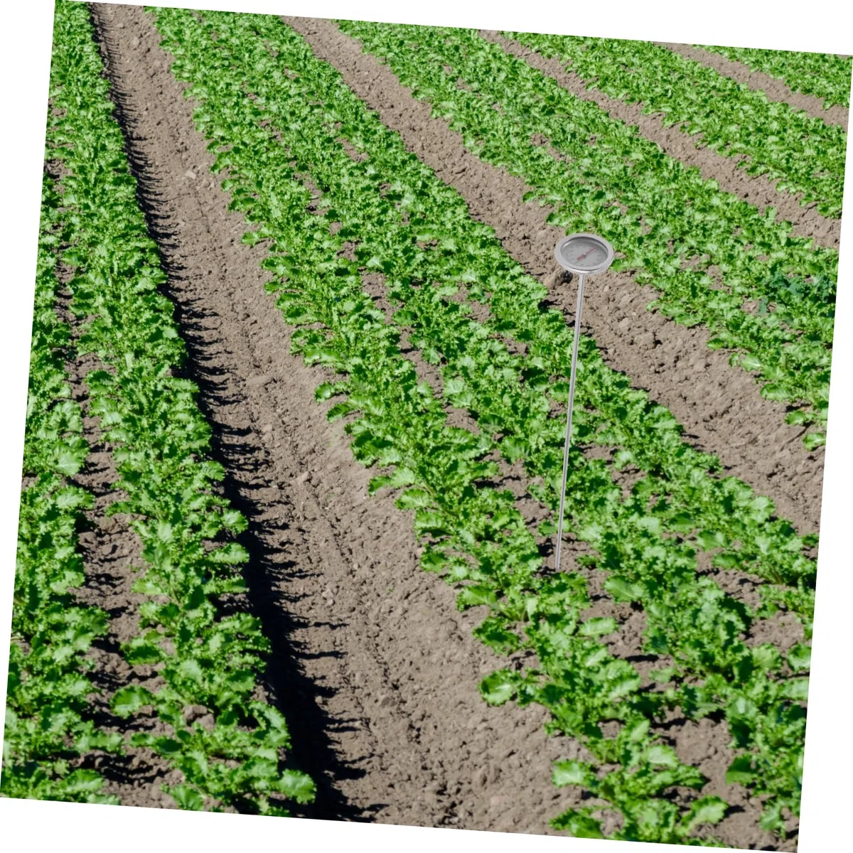 YARNOW 3pezzi Termometro Per Terreno Acciaio Inossidabile Misuratore Di Temperatura Per Compost e Giardinaggio Strumento Pratico e Preciso