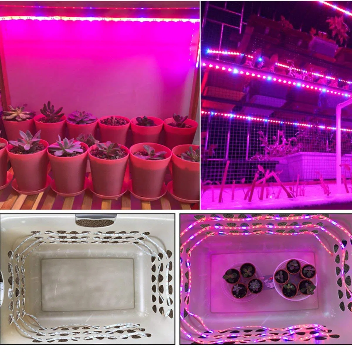 La pianta LED coltiva la luce della striscia DC 12V IP65 impermeabile Spettro pieno SMD 5050 Rosso blu 5: 1 luce della corda per l'acquario Serre pianta