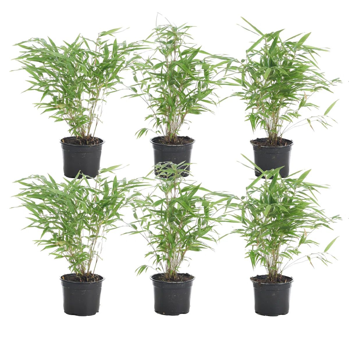 Bloomique - Set di 6 - Fargesia rufa - Pianta di bambù - Non invadente - Resistente al freddo - Sempreverde - Piante da giardino - Alte 20-30 cm - Vaso da 10 cm