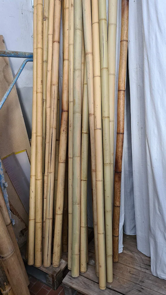 Canna di Bambù Gigante MOSO (CM 300 Ø 4/6) - SECONDA SCELTA - Bastone Naturale Decorativo per Arredo Casa, Giardino, Recinzione, Fai-da-Te e Design Outdoor Indoor
