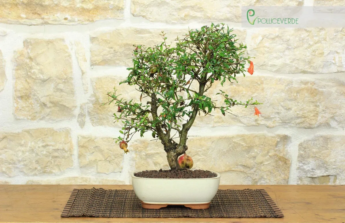 Pollice Verde - Bonsai Melograno Nano (Punica Granatum) 9 Anni – Pianta Vera da Esterno con Fiori Vivaci e Frutti – Vaso in Ceramica Smaltata – Idea Regalo per Giardino