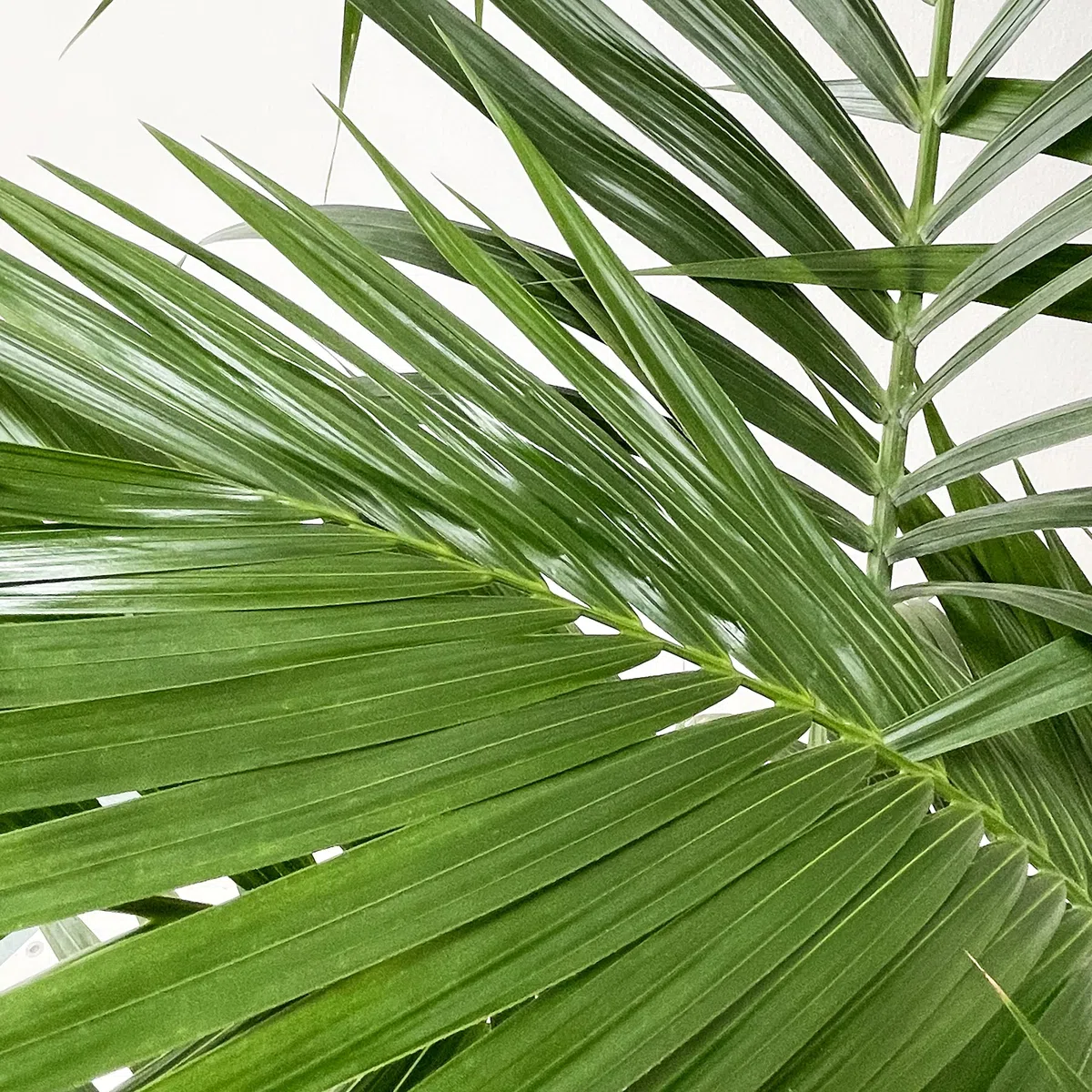 KENTIS - Howea Forsteriana Kentia - Palma - Piante da Interno Vere - Pianta Tropicale da Appartamento H 160-170 cm Vaso Ø 24 cm