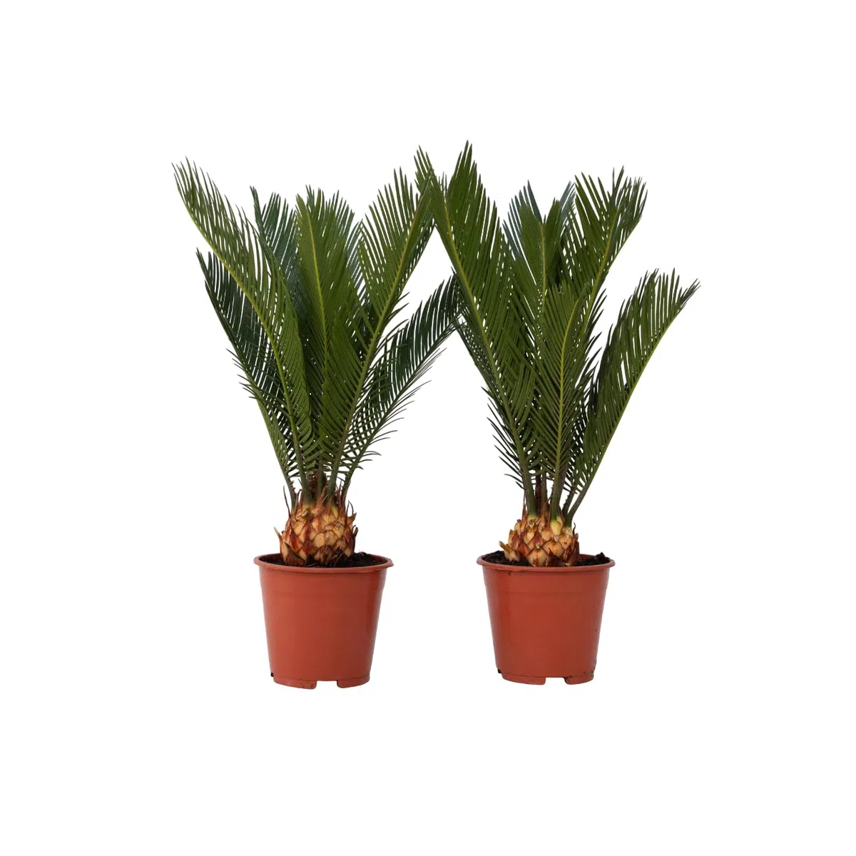 Plant in a Box - Cycas Revoluta - Set di 2 - Palma di Sago - Altezza 45-60cm - Vaso 15cm - Palma felce - Pianta Tropicale Ornamentale da Interno o Terrazza - Facile da Curare