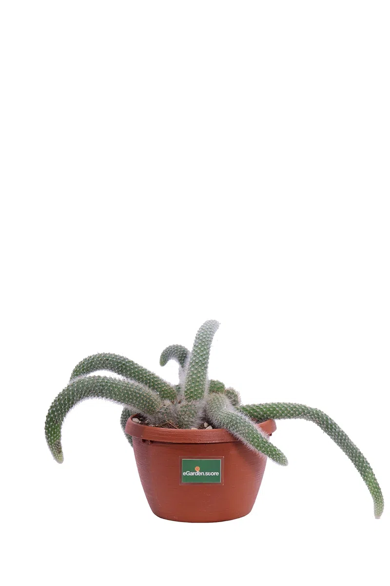 Pianta di Aporocactus Pianta di Coda di Topo pianta da interno pianta grassa pianta ornamentale pendente pianta vera pianta succulenta di Aporocactus venduta da eGarden.store