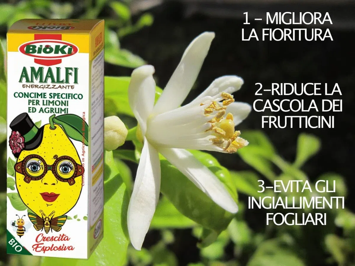 [Antika Officina Botanika] Amalfi concime biostimolante per Limoni [migliora la fioritura] [Evita la cascola dei frutticini] [Concime Energizzante 100 g]. (AMALFI TRIOPACK)