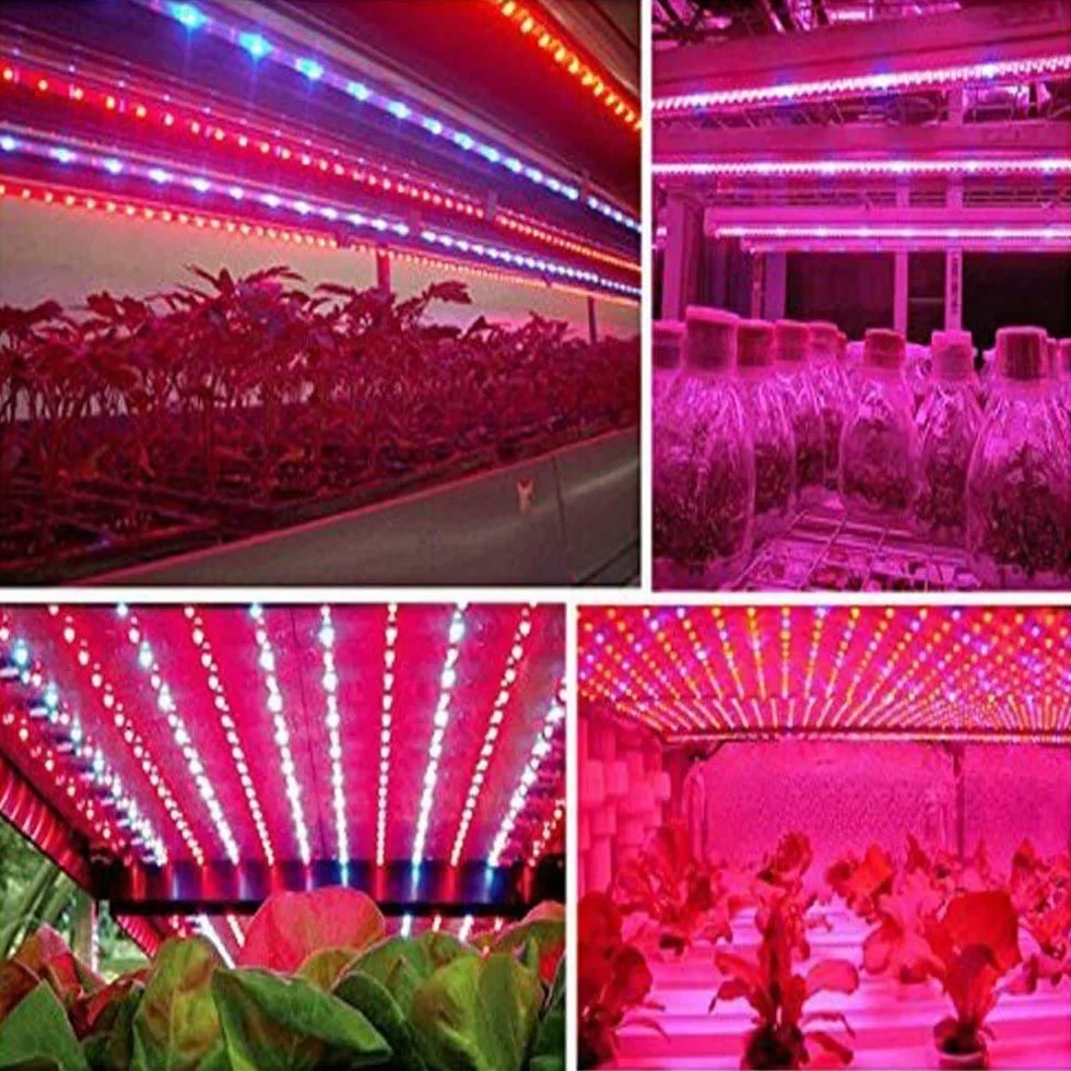 La pianta LED coltiva la luce della striscia DC 12V IP65 impermeabile Spettro pieno SMD 5050 Rosso blu 3: 1 luce della corda per l'acquario Serre pianta