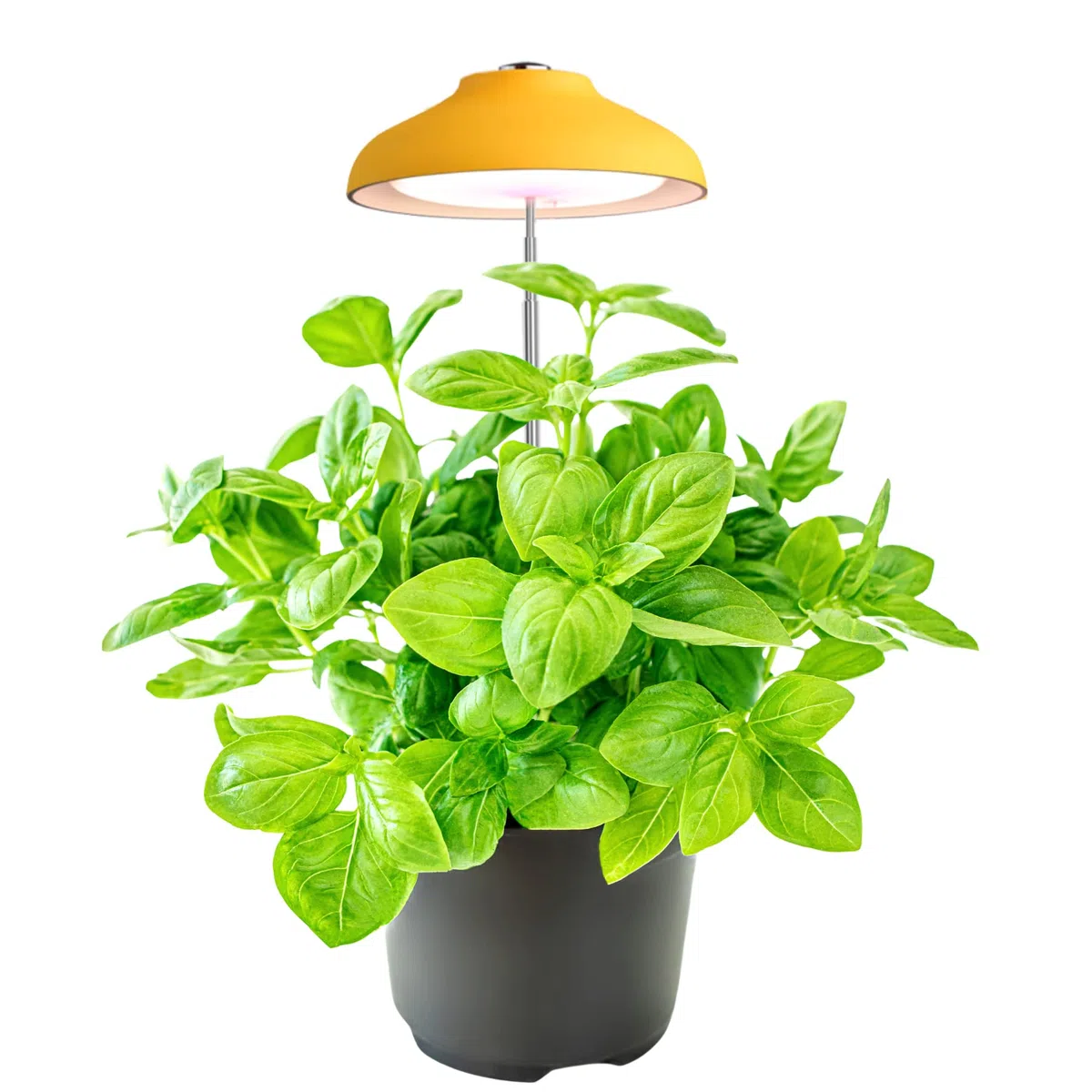 Egle lampada per piante - luce led crescita piante da interno - lampada led spettro completo con altezza regolabile e timer automatico (5W, 3500K, 240 Lumen, USB, 1.5A/5V) eco-friendly (Yellow)