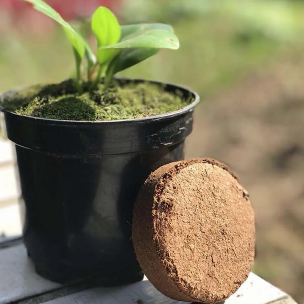 50Pcs Vassoio Per Piantine Pellet Di Torba Blocco Nutrizionale Per Coltivazione Di Piante, Torba in Dischetti Coltura Del Suolo, Avviamento Di Propagazione E Germinazione