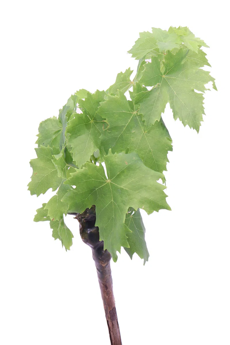 Pianta di Vite pianta di uva vigna da tavola pianta di uva innestata pianta vera di vite venduta da eGarden.store (Fragola Bianca Noah)