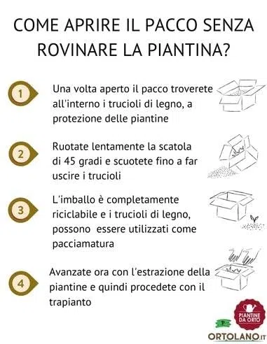 P. Piantine da Orto | Indivia Riccia, Pianta da Orto o Balcone Pronta al Trapianto, Kit da 9 Piantine, Pianta Vera da Esterno, Vivaio Italiano