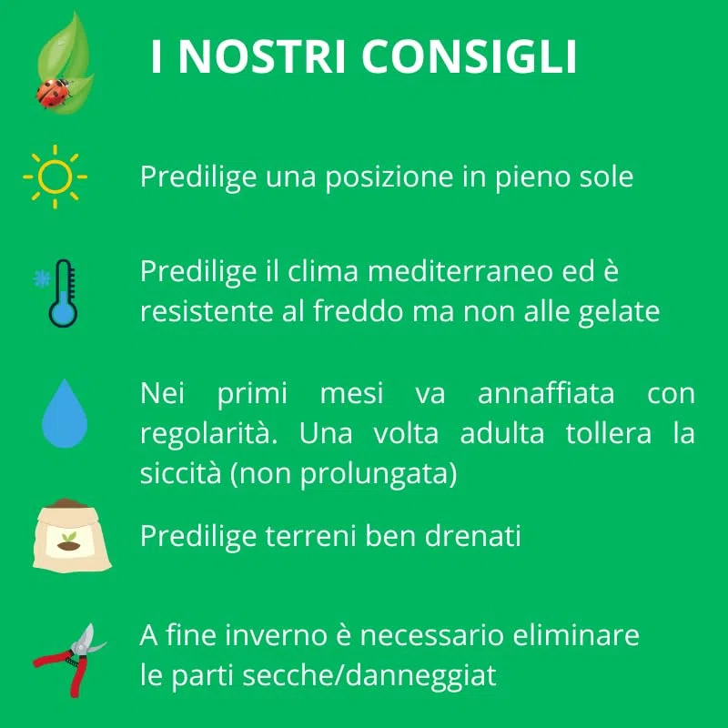PIANTA DI RUTA SU VASO 14 IN CONFEZIONE DA 2 PEZZI