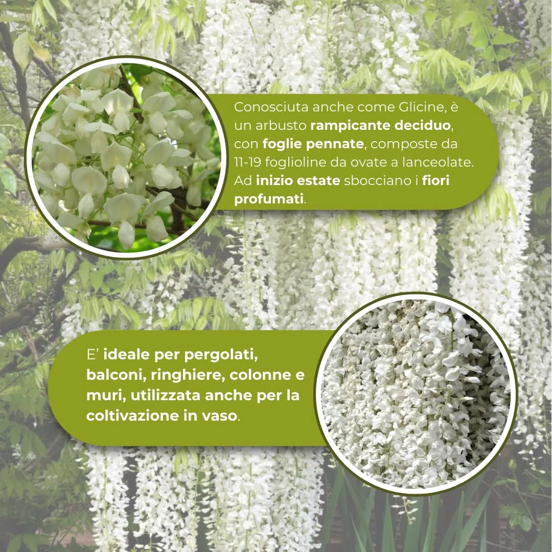 Vivaio Garden Forest Wisteria Floribunda “Longissima Alba”, Glicine Bianco, Pianta Rampicante Fiori, Fiori profumati, Pergolati, Balconi, Coltivazione in vaso, Pianta vera