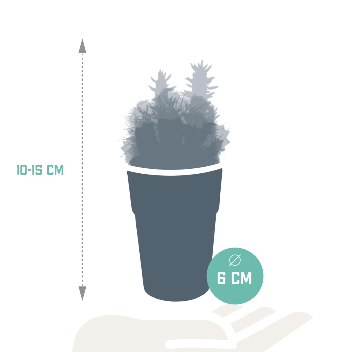 Mix di Cactus in Vaso di Plastica con Piedini, Set da 5 Pezzi, 5.5 cm