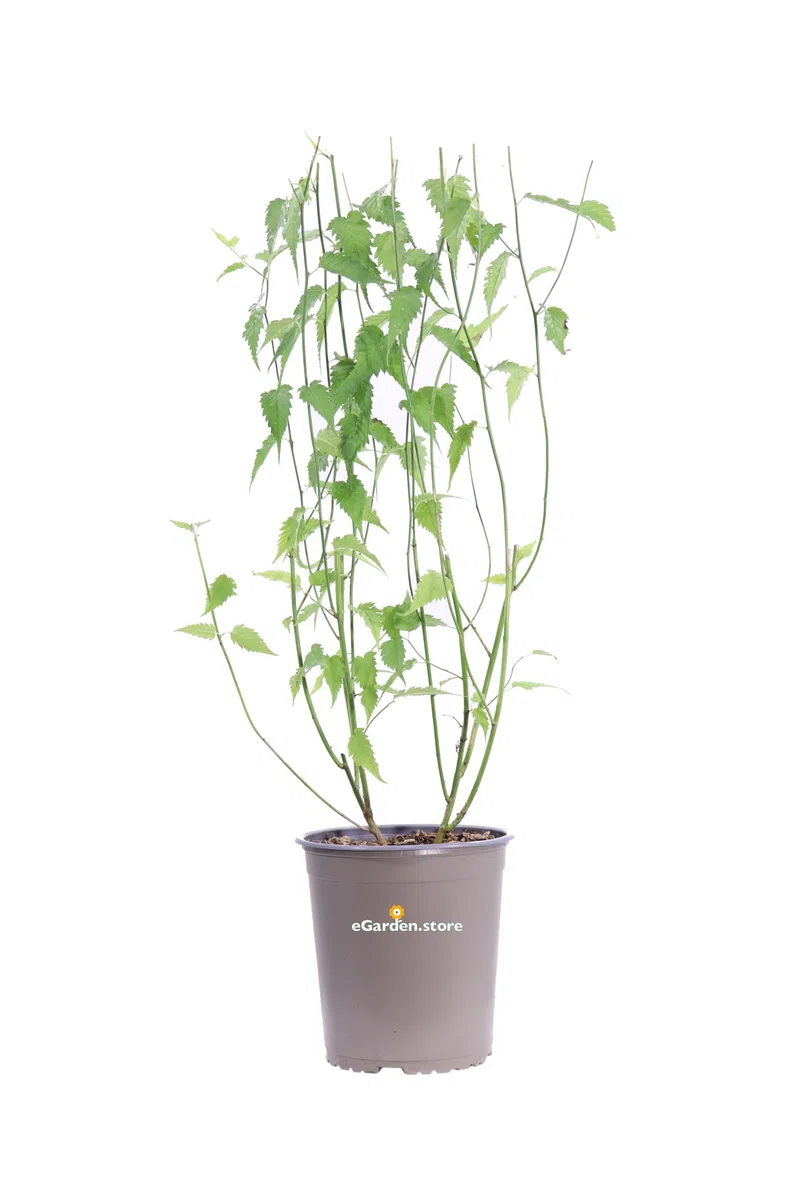 Pianta di Kerria Japonica Pleniflora Pianta di Rosa Giapponese pianta da esterno pianta da fiore giallo pianta ornamentale cespuglio di Kerria pianta vera venduta da eGarden.store