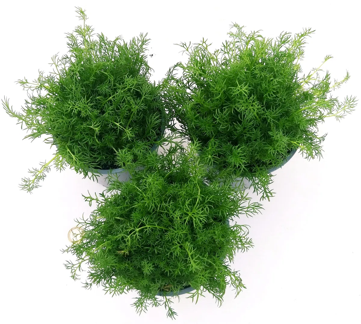 POWERS TO FLOWERS - CAMOMILLA BIO, ANTHEMIS NOBILIS, 3 PIANTE, piante vere