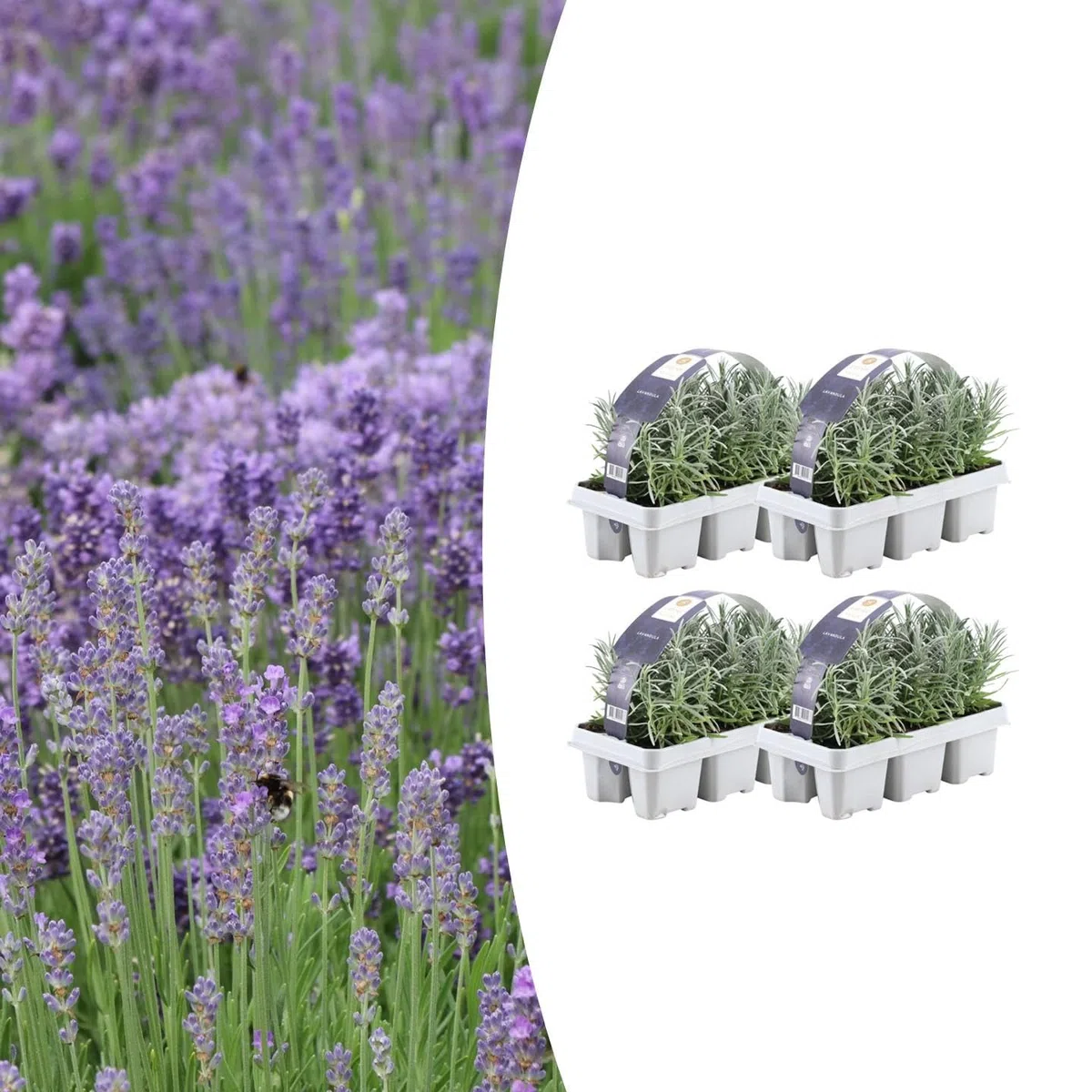 Lavanda Angustifolia Profumata, per Giardino, Viola, Set da 24 Pezzi 7 cm