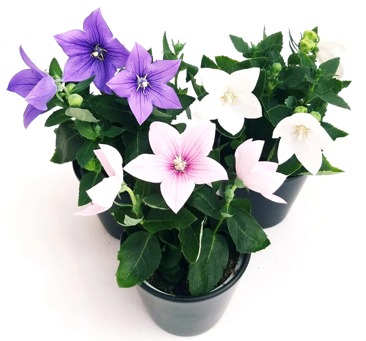 POWERS TO FLOWERS - PLATYCODON TRICOLORE BLU - ROSA - BIANCO, 3 PIANTE, piante vere