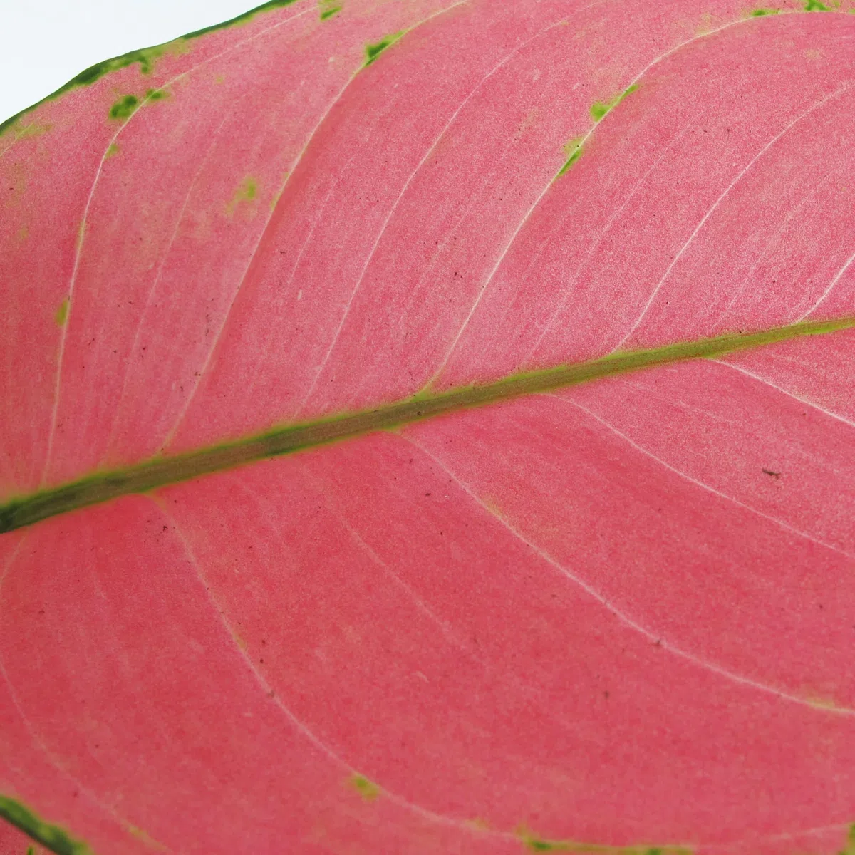 KENTIS - Aglaonema Pink Star - Piante da Interno Vere - Piante Purifica Aria da Appartamento - H 20-30 cm Vaso Ø 12 cm